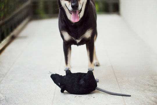 Stuffed rat toy in front of little crossbreed dog