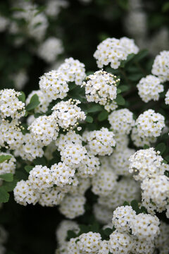 A Delicate White Flowering Bush