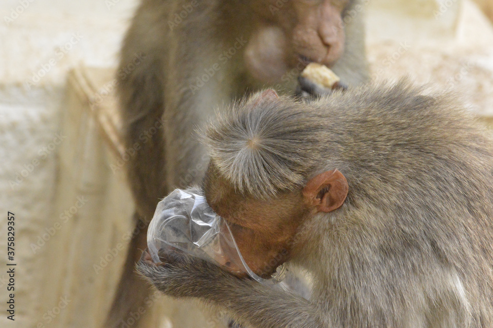 Poster Closeup shot of a rhesus macaque drinking a water