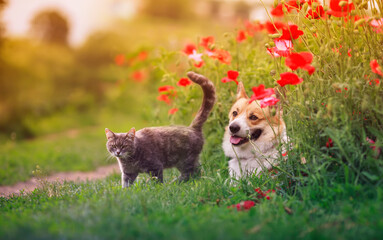 dog Corgi and striped cats sit in a Sunny summer garden in a bed of red flowers poppies