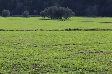 prato di erba verde con alberi sullo sfondo