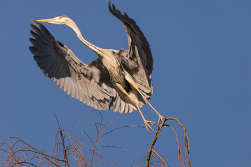 Native Birds of Germany