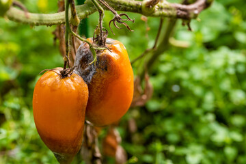 Diseased fruits of yellow tomatoes on a branch. Close-up. Selective focus
