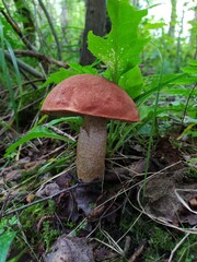 Brown fresh mushroom in the green grass