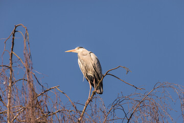 Native Birds of Germany