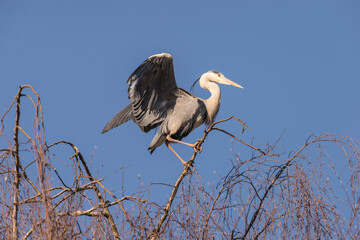 Native Birds of Germany