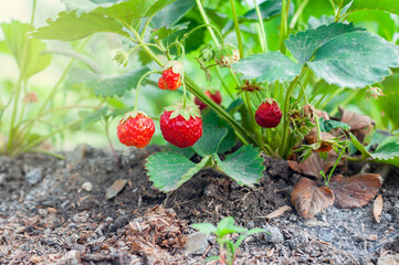 ripe organic strawberry growing on a vine in the garden on a green background.