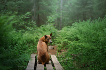 dog in the forest. Red-haired Thai Ridgeback in nature.