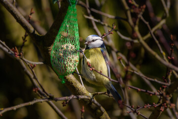 Native Birds of Germany