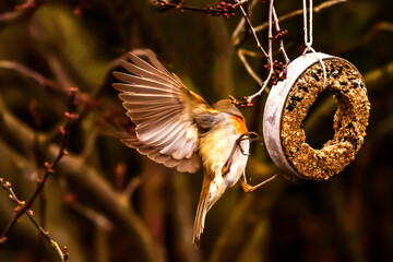 Native Birds of Germany