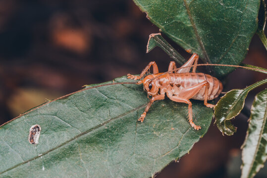 cricket bug