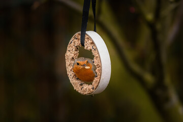 Native Birds of Germany