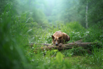 dog in the forest. Red-haired Thai Ridgeback in nature.