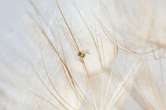 Mr. Spider who lives on a dandelion