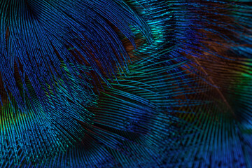  Dark blue feathers background. Exotic texture feathers background, closeup.