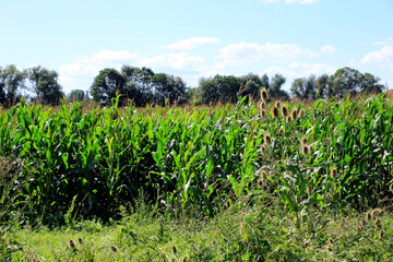 Mais, Maisfeld, Zea Mays Subspecies, Thüringen, Deutschland, Europa  --
Corn, cornfield, Zea mays subsp., Thuringia, Germany, Europe