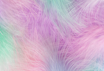 Abstract feather rainbow background. Closeup image of fluffy feathers under colorful pastel. Macro shot, soft focus.