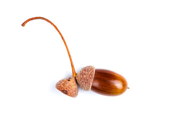 Ripe acorns isolated on  white background, close-up