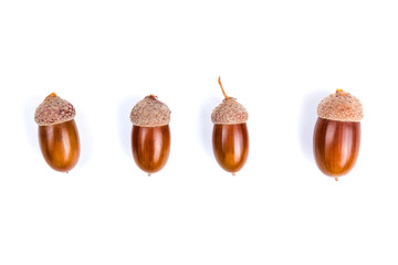 Ripe acorns isolated on  white background, close-up