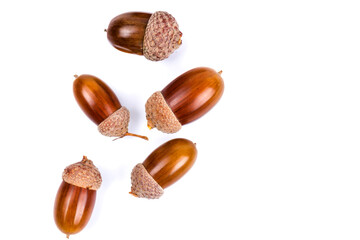 Ripe acorns isolated on  white background, close-up
