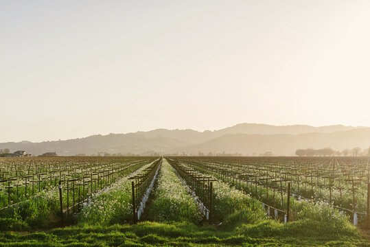 Vineyard in Spring