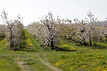 Fototapeta na wymiar Cherry flowering, Cherry trees, Germany, Europe