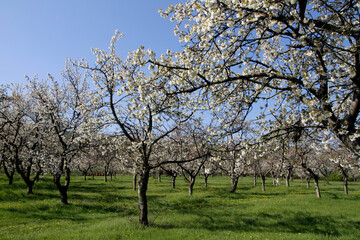 Cherry flowering, Cherry trees, Germany, Europe