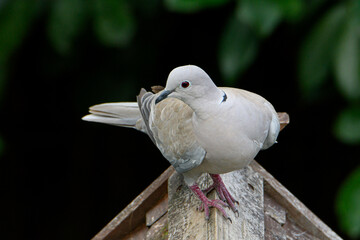 Native Birds of Germany