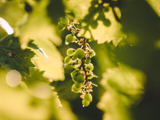 Grapes at sunset, wine region, vineyard plants in Italy