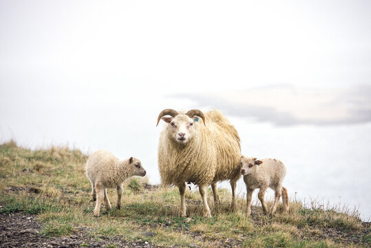 icelandic sheep
