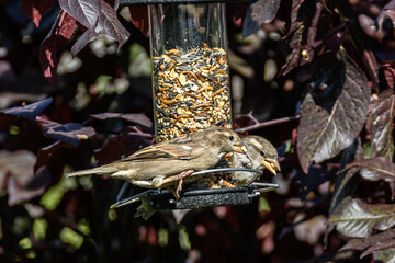 Native Birds of Germany
