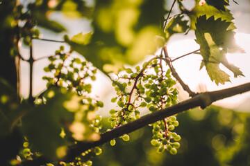 Grapes at sunset, wine region, vineyard plants in Italy