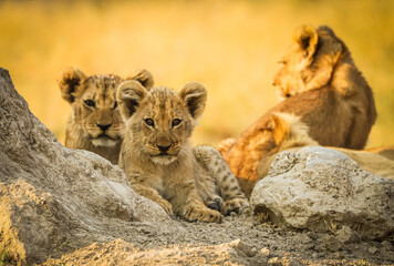 Lion Cubs
