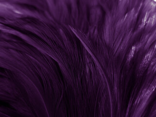 Beautiful abstract pastel purple feathers on dark background, black feather frame texture on purple background, dark feather, black banners