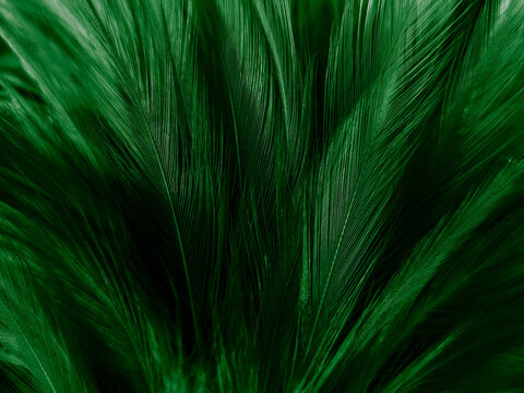 Beautiful Abstract Pastel Green Feathers on Dark Background, Black Feather  Frame Texture on Green Background, Dark Feather, Black Stock Photo - Image  of decoration, black: 195227214