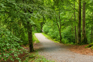 Winding gravel path in a green forest disappearing in the distance.