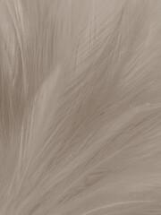 Beautiful abstract gray and white feathers on white background, soft brown feather texture on white pattern background, yellow feather background