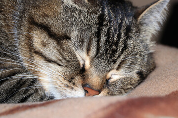 Close-up of a sleeping cat's face