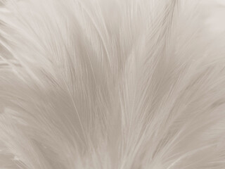 Beautiful abstract gray and white feathers on white background, soft brown feather texture on white pattern background, yellow feather background