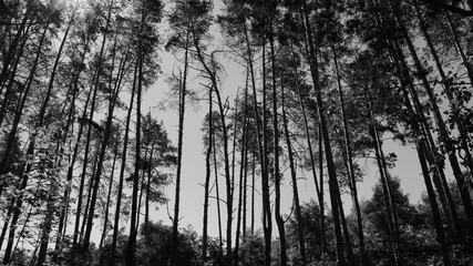 Summer pine forest in black and white