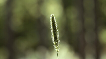 Green spikelet illuminated by the sun from behind