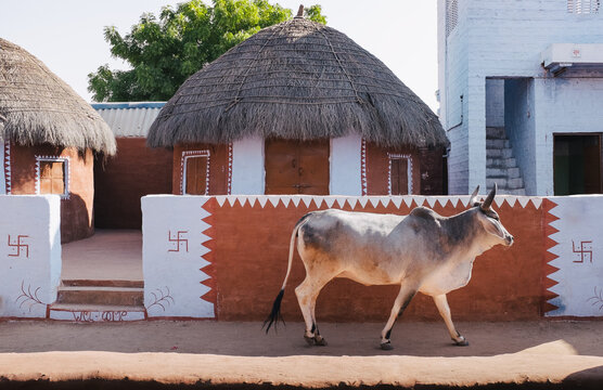 Indian holy cow on the street, Rajasthan