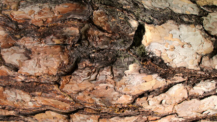 Tree bark structure close up