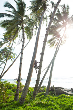 Toddy Tapper, collecting palm wine.. Sri Lanka.