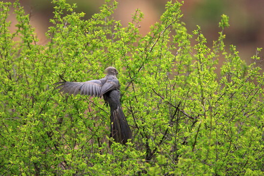 Pilanesberg Nature reserve, South Africa