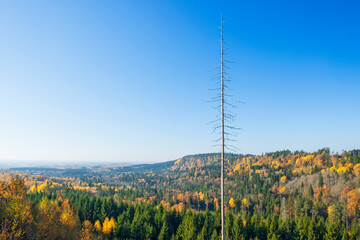 High tree snag and a beautiful autumn  view of the forest