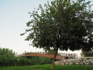 &Aacute;rbol en el r&iacute;o junto a un puente en el atardecer.