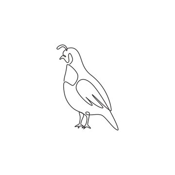 recommend clip art: One single line drawing of adorable California valley quail for poultry logo identity. Dust bath bird mascot concept for national zoo icon. Modern continuous line draw design vector illustration