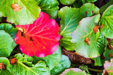 Red leaf among green leaves