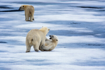 Polar bears playing on the ice